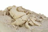 Fossil Crab (Potamon) Preserved in Travertine - Turkey #242888-4